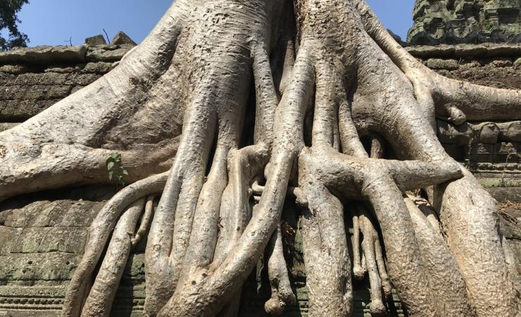 Vietnam - Kambodža - kmeň stromu