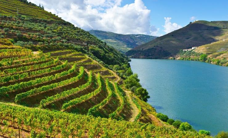 Portské vinice v údolí Douro. Portugalsko. 