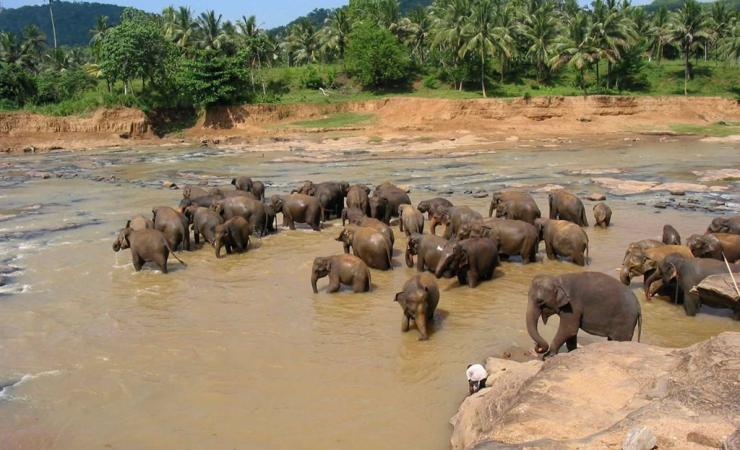Kúpanie slonov v Pinnawale