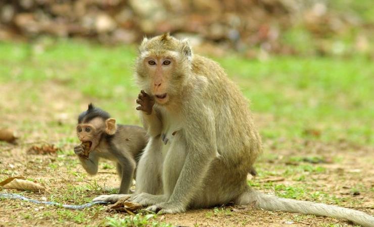 Opice vo Vietname a Kambodži