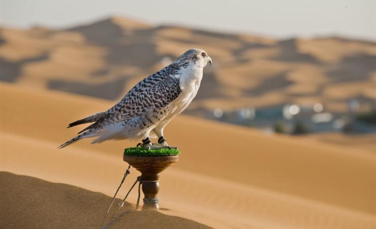 Dubaj - svet fantastických atrakcií- púšť a dravec