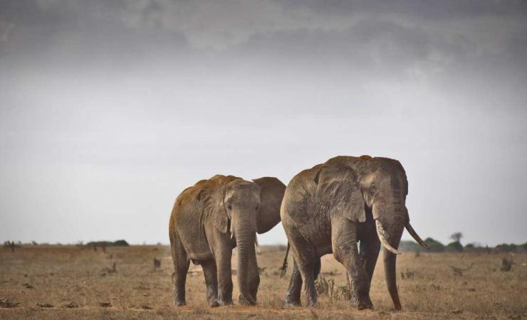 Keňa - Dokonale safari a oddych na bielej pláži- slony