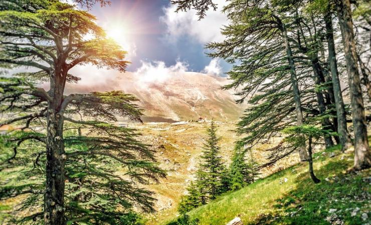 Libanon - krajina cédrových stromov - 