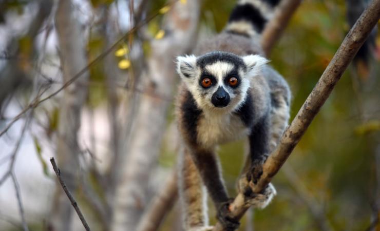 Ostatné Madagaskar - kráľovstvo lemurov a Mórica Beňovského
