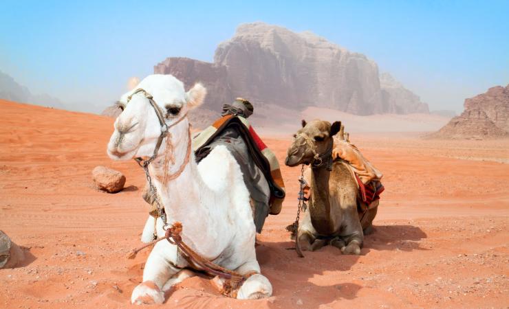 Jordánsko - krajina čarovnej histórie- ťava na púšti