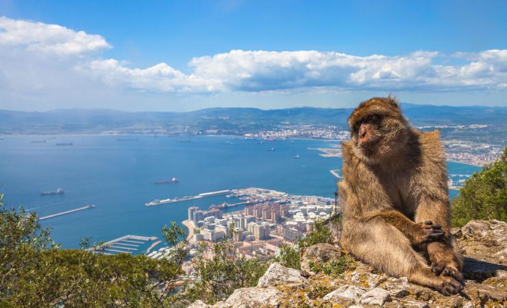 Opica pri Gibraltare