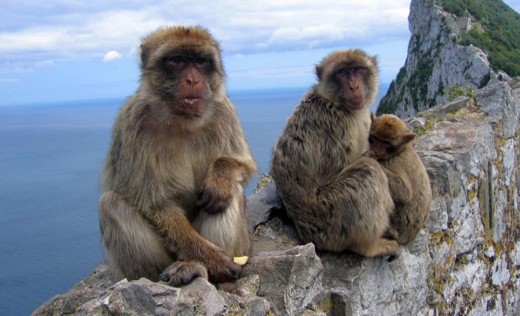 Kolónia opíc, Gibraltar, poznávací zájazd, Španielsko