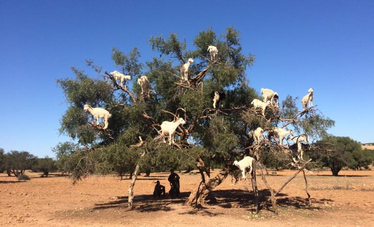 Tradiční pastieri kôz na stromoch