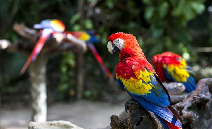 Papagáje v Mexiku