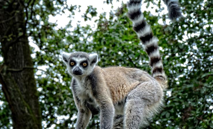 Ostatné Madagaskar - kráľovstvo lemurov a Mórica Beňovského