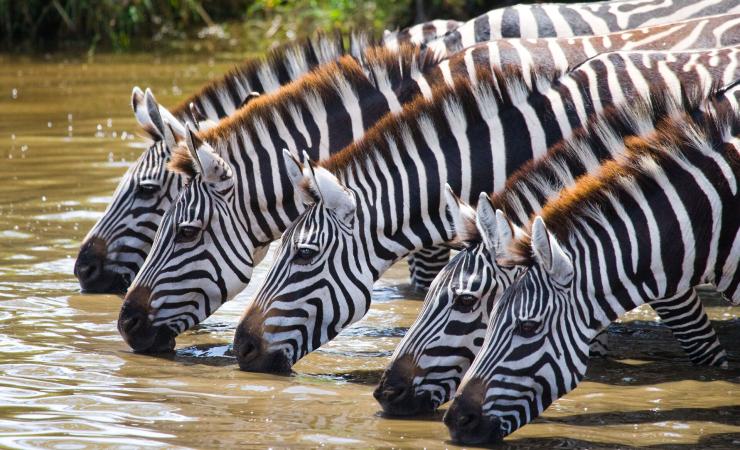 Ostatné Zanzibar - nezabudnuteľné safari dobrodružstvo v Afrike