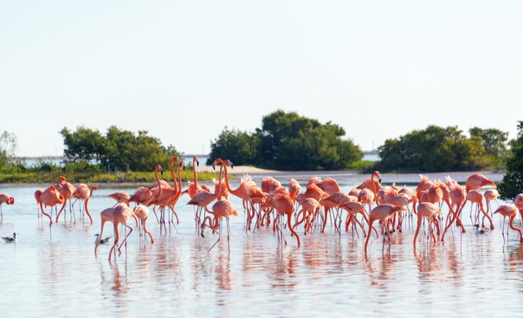 https://cms.satur.sk/data/imgs/tour_image/orig/flamingos-near-rio-lagartos-depositphotos_150196850-2221519.jpg