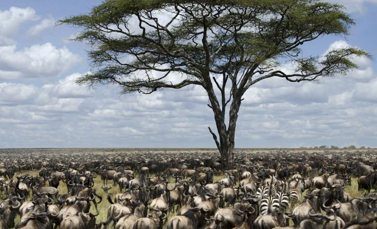 https://cms.satur.sk/data/imgs/tour_image/orig/herd-of-wildebeest-migrating-in-serengeti-national-park-depositphotos_10902863_xl-2015-2139571.jpg