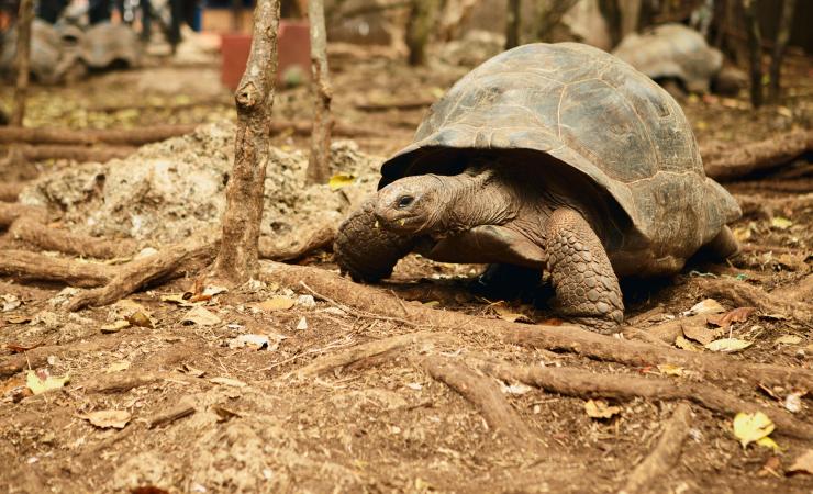 https://cms.satur.sk/data/imgs/tour_image/orig/large-old-galapagos-tortoise-at-prison-island-depositphotos_201562002_xl-2015-2139574.jpg