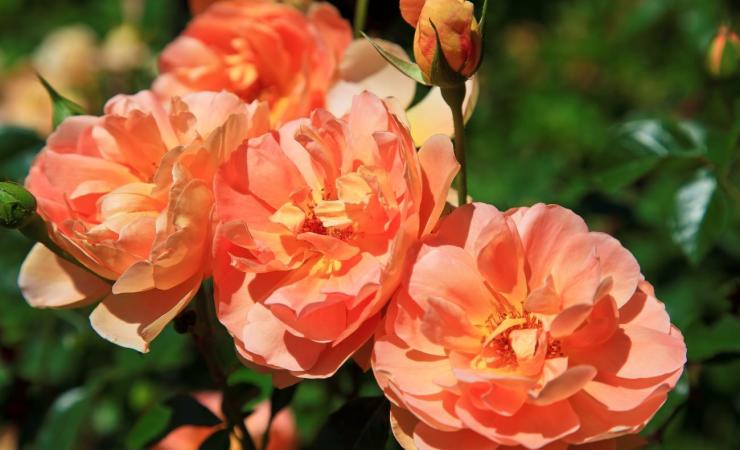 https://cms.satur.sk/data/imgs/tour_image/orig/peach-coral-colored-roses-in-a-garden-depositphotos_8388559_original_mensie-2190268.jpg